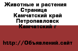  Животные и растения - Страница 2 . Камчатский край,Петропавловск-Камчатский г.